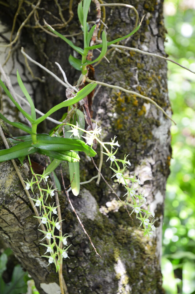 Oeoniella polystachys - Maurice