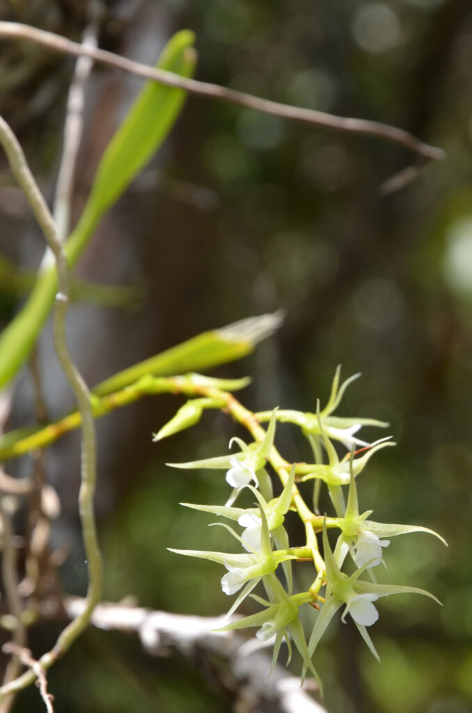 Oeoniella polystachys - Maurice