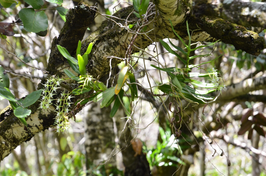 Oeoniella polystachys - Maurice