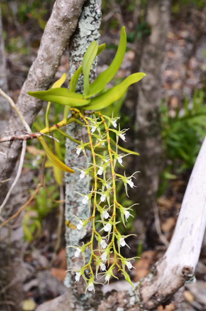 Oeoniella polystachys - Maurice