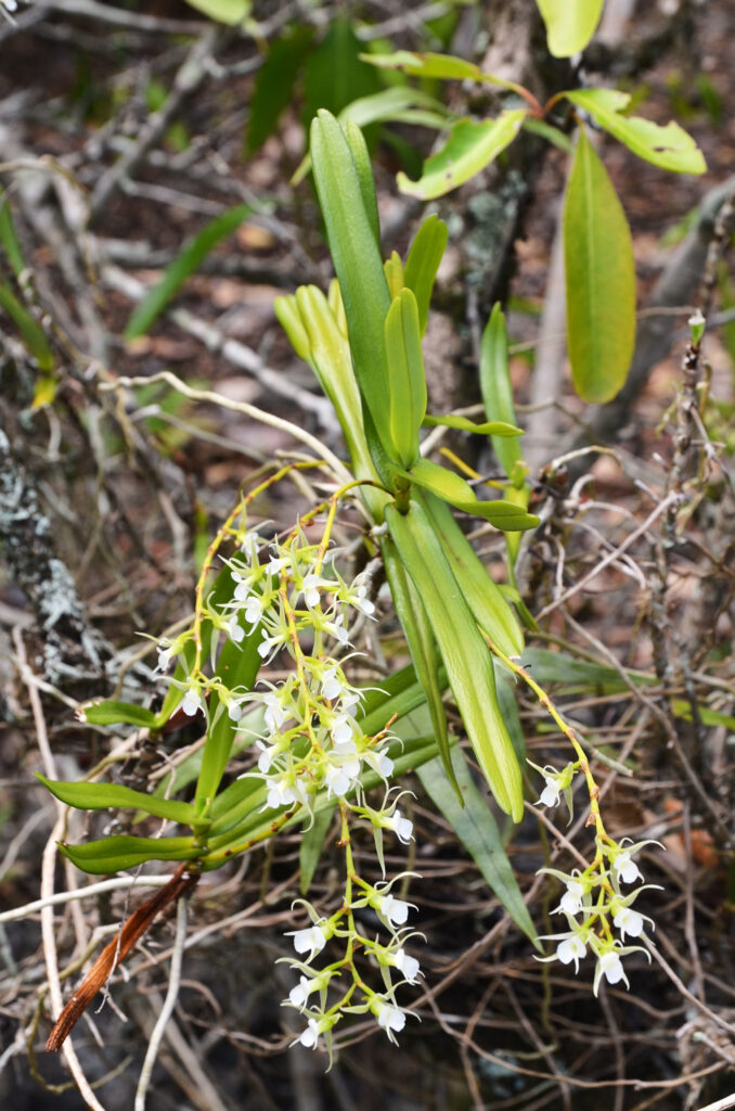 Oeoniella polystachys - Maurice