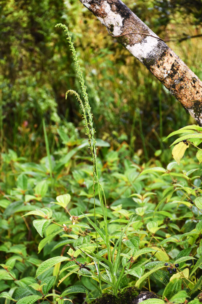 Benthamia africana - Maurice