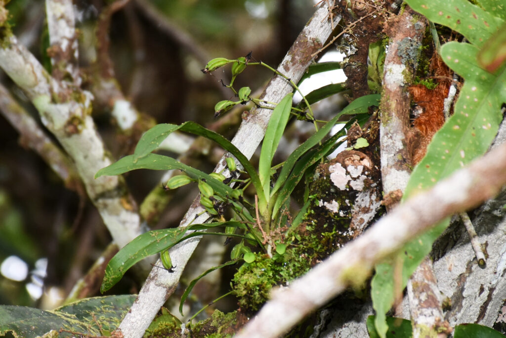 Angraecum calceolus - Maurice