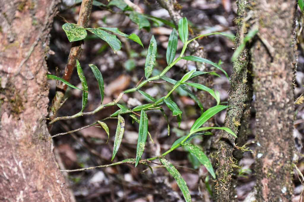 Angraecum mauritianum - Maurice