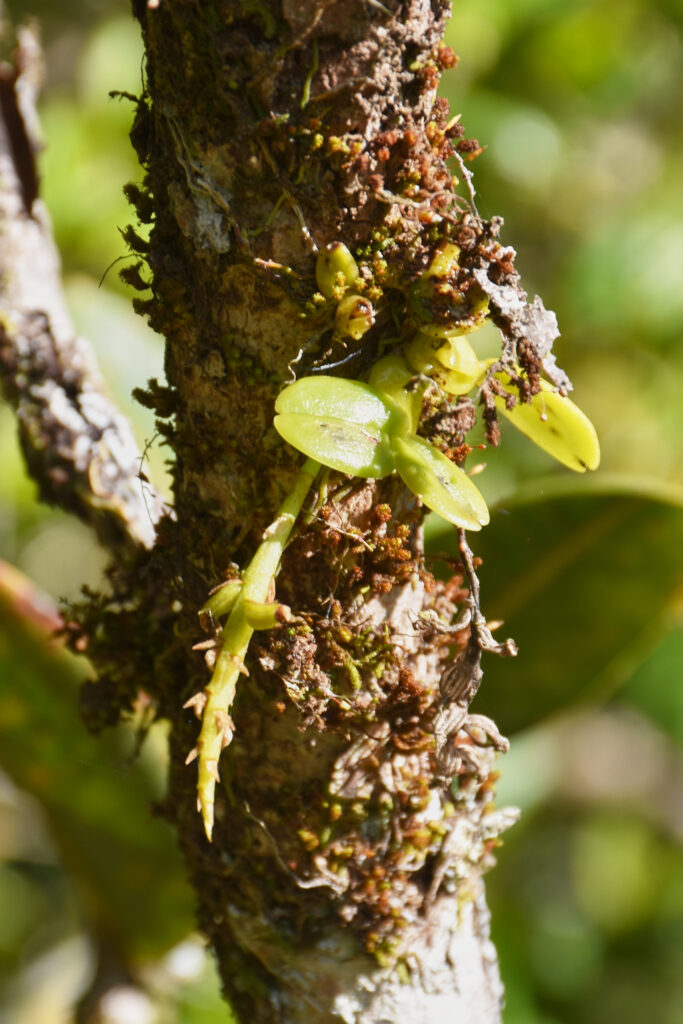 Bulbophyllum pusillum - Maurice