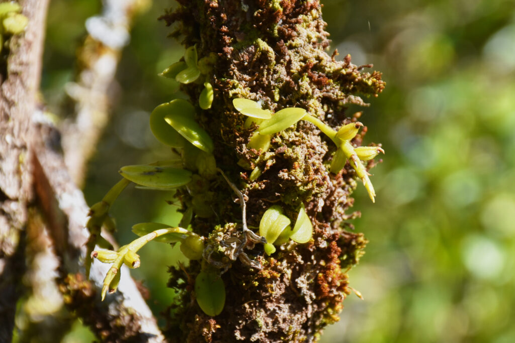 Bulbophyllum pusillum - Maurice