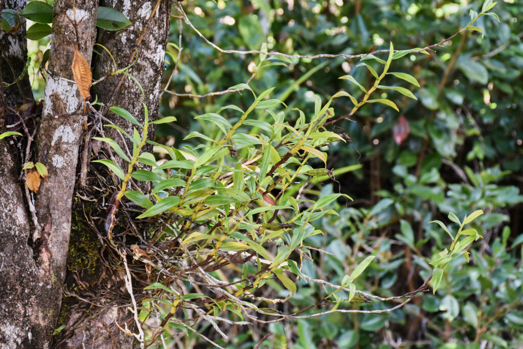 Angraecum mauritianum - Maurice