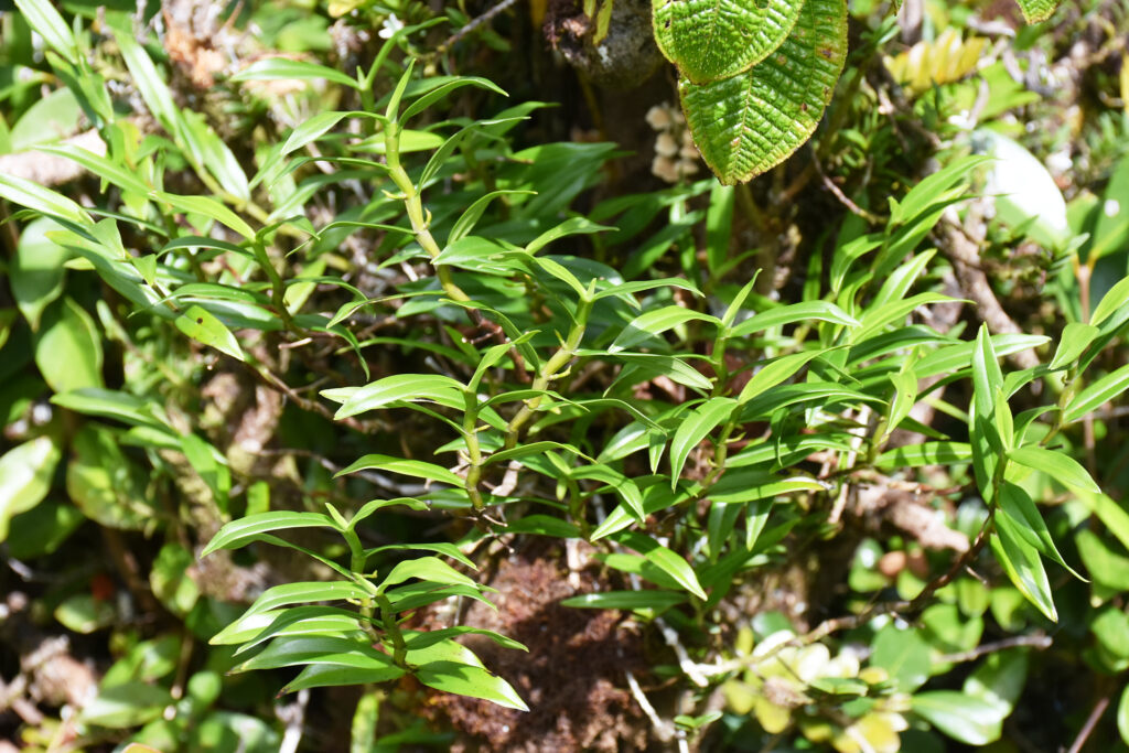 Angraecum mauritianum - Maurice
