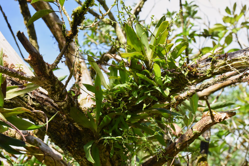 Angraecum calceolus - Maurice