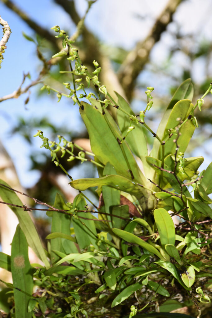 Angraecum calceolus - Maurice