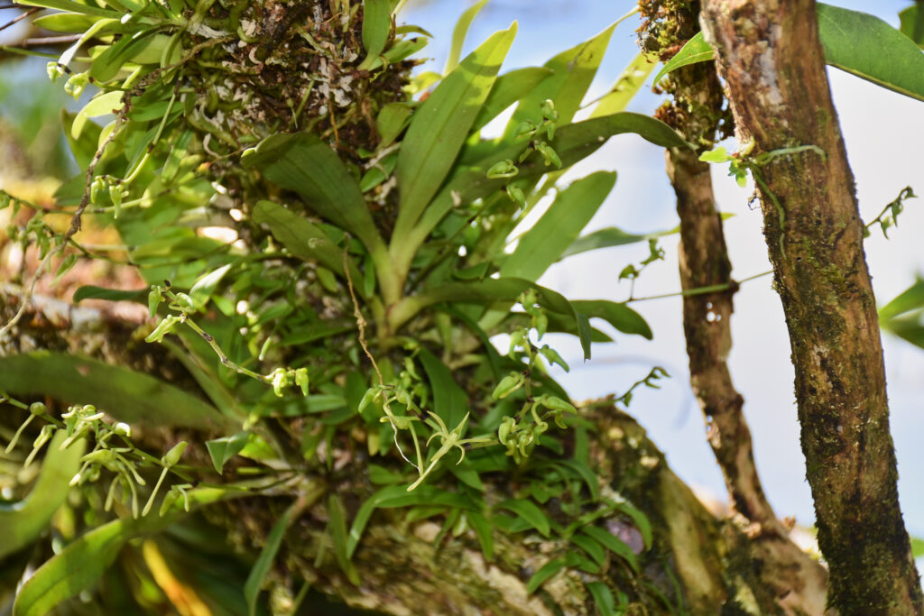 Angraecum calceolus - Maurice