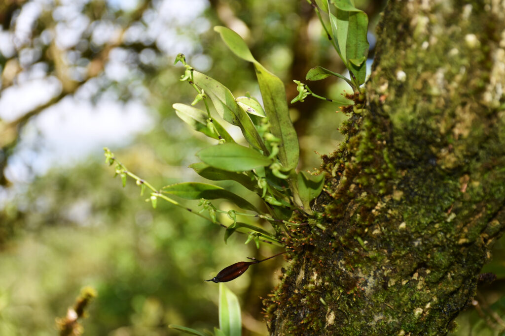 Angraecum calceolus - Maurice