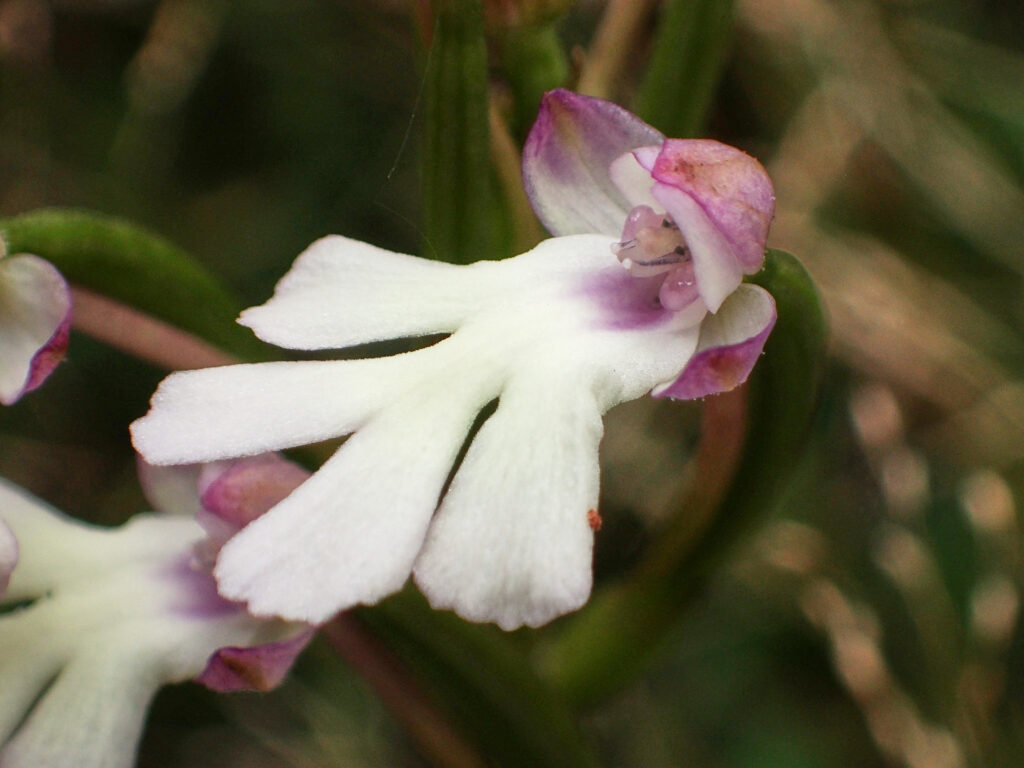 Cynorkis fastigiata - Maurice