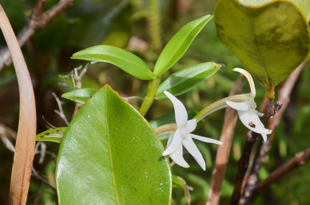Angraecum ramosum - Maurice