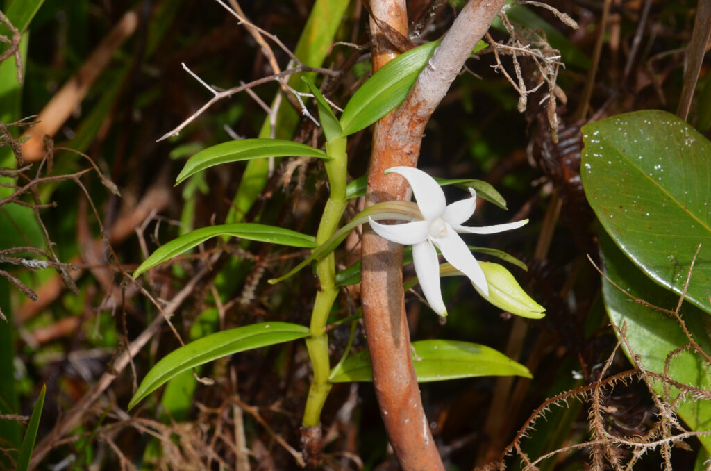Angraecum ramosum - Maurice