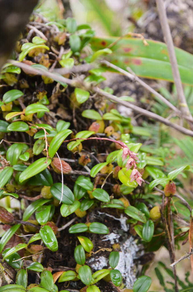 Bulbophyllum nutans - Maurice