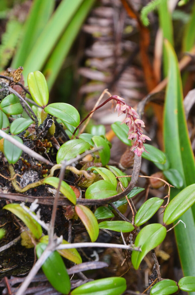 Bulbophyllum nutans - Maurice