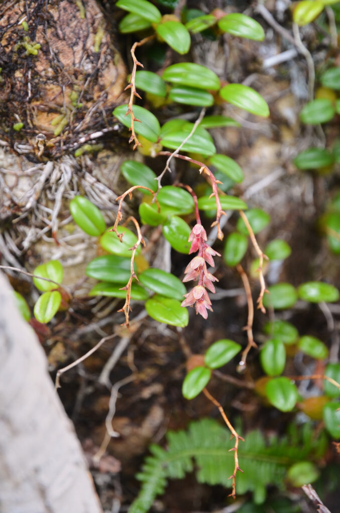 Bulbophyllum nutans - Maurice