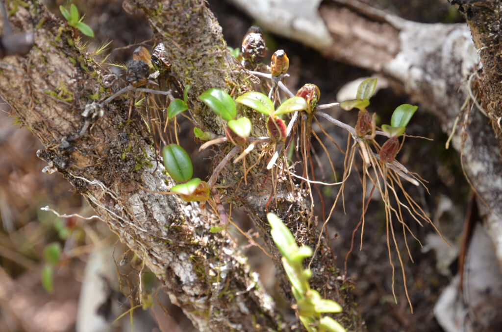 Bulbophyllum nutans - Maurice