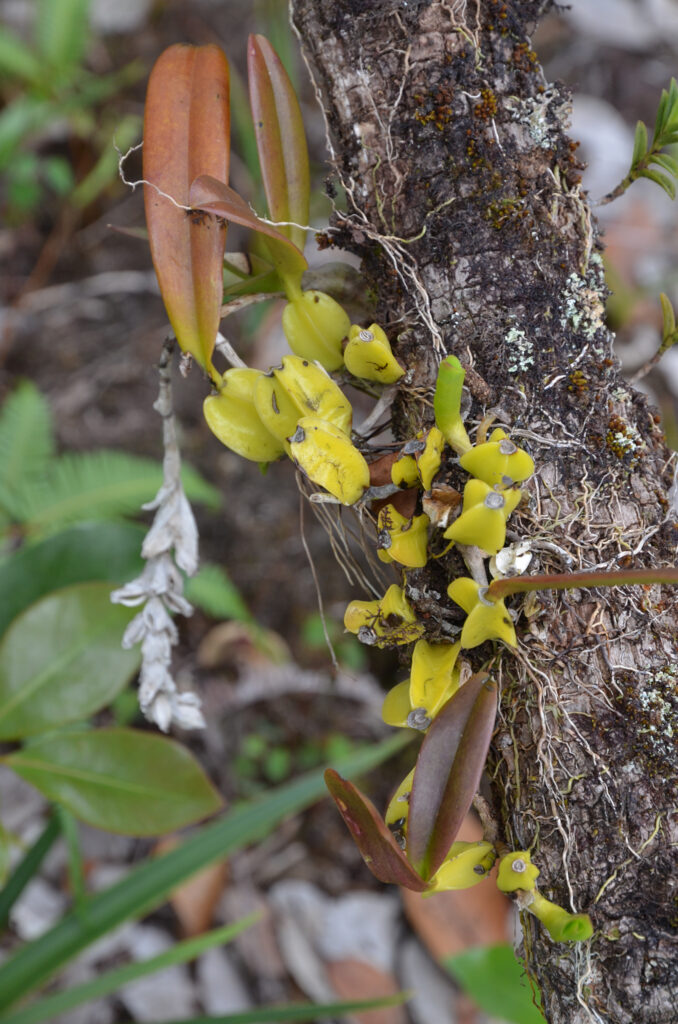 Bulbophyllum occultum - Maurice