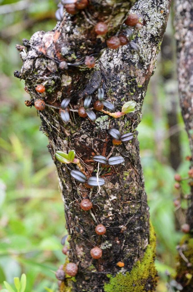 Bulbophyllum nutans - Maurice