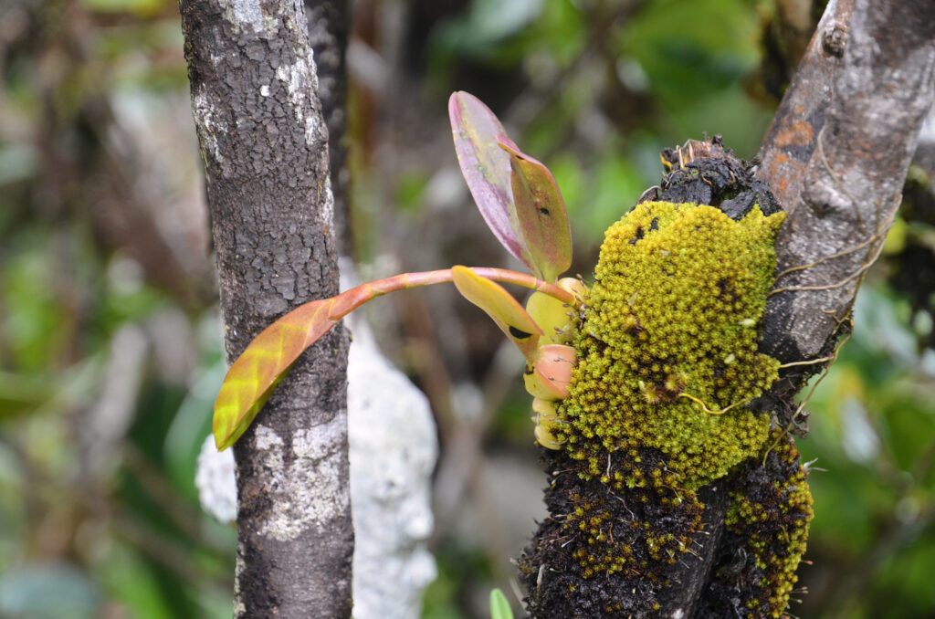 Bulbophyllum occultum - Maurice