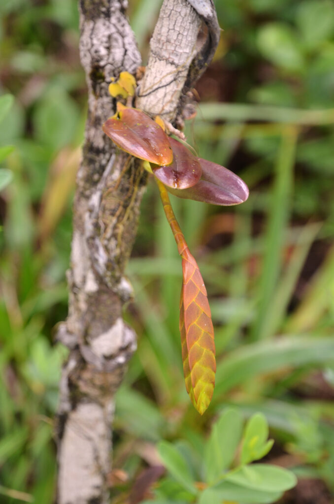 Bulbophyllum occultum - Maurice