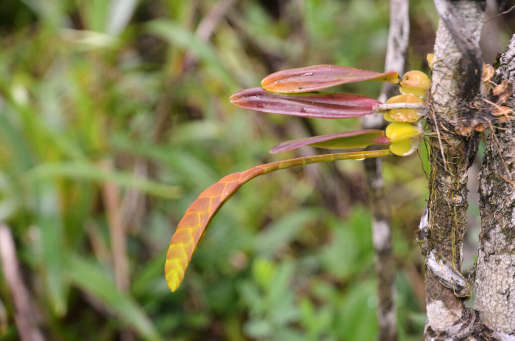 Bulbophyllum occultum - Maurice