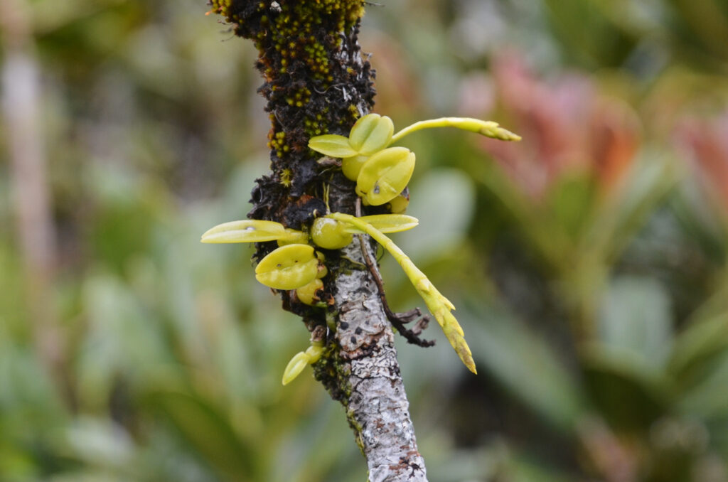 Bulbophyllum pusillum - Maurice
