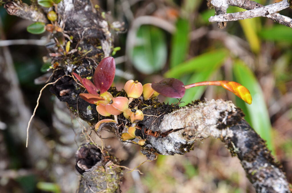 Bulbophyllum occultum - Maurice