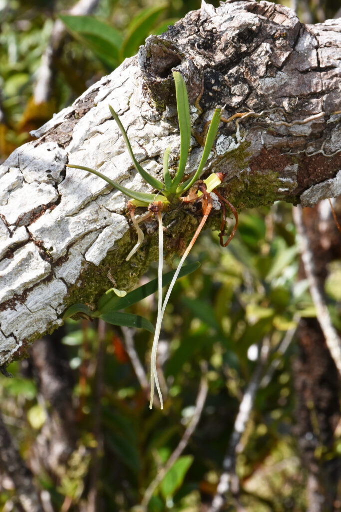 Angraecum baiderae - Maurice