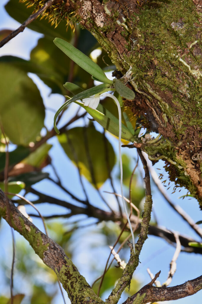 Angraecum baiderae - Maurice