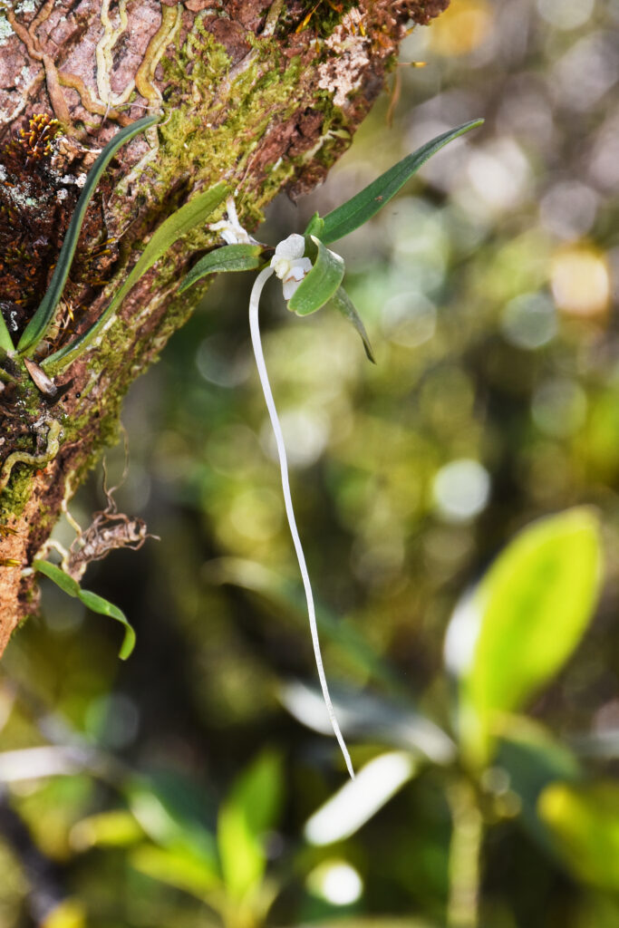 Angraecum baiderae - Maurice
