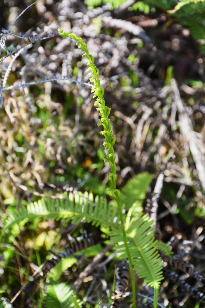 Benthamia africana - Maurice