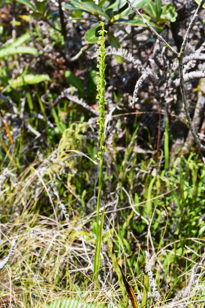 Benthamia africana - Maurice