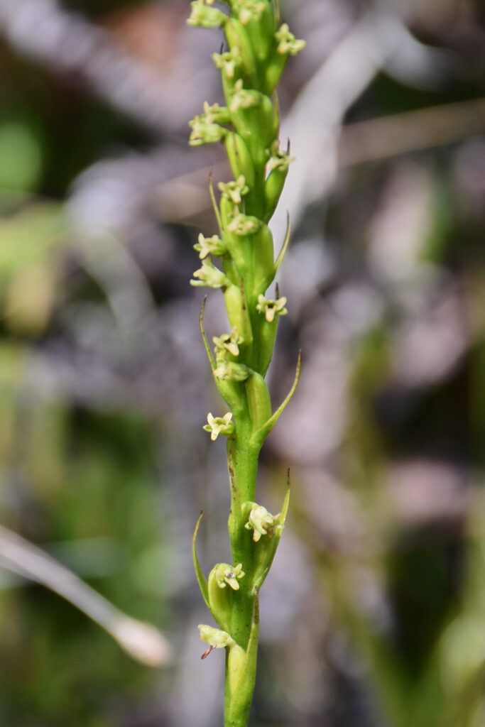 Benthamia africana - Maurice