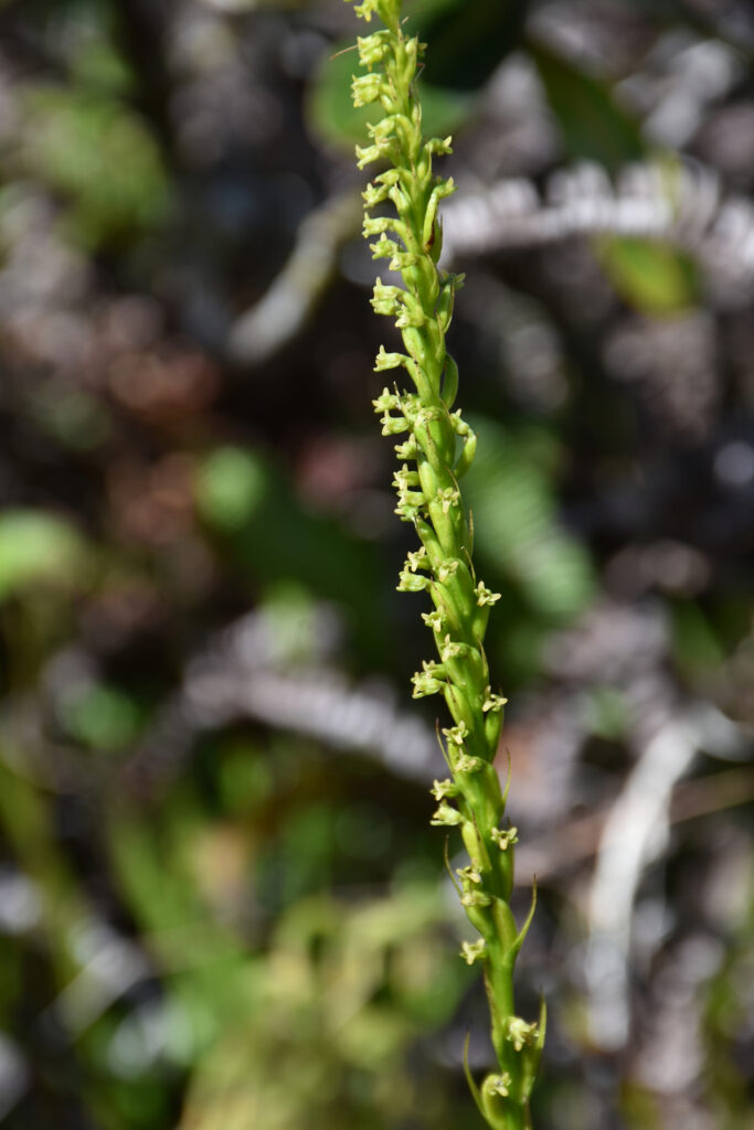 Benthamia africana - Maurice