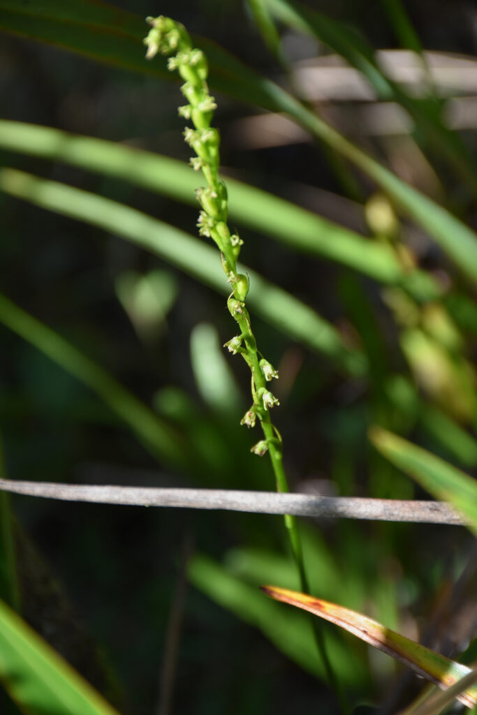 Benthamia africana - Maurice