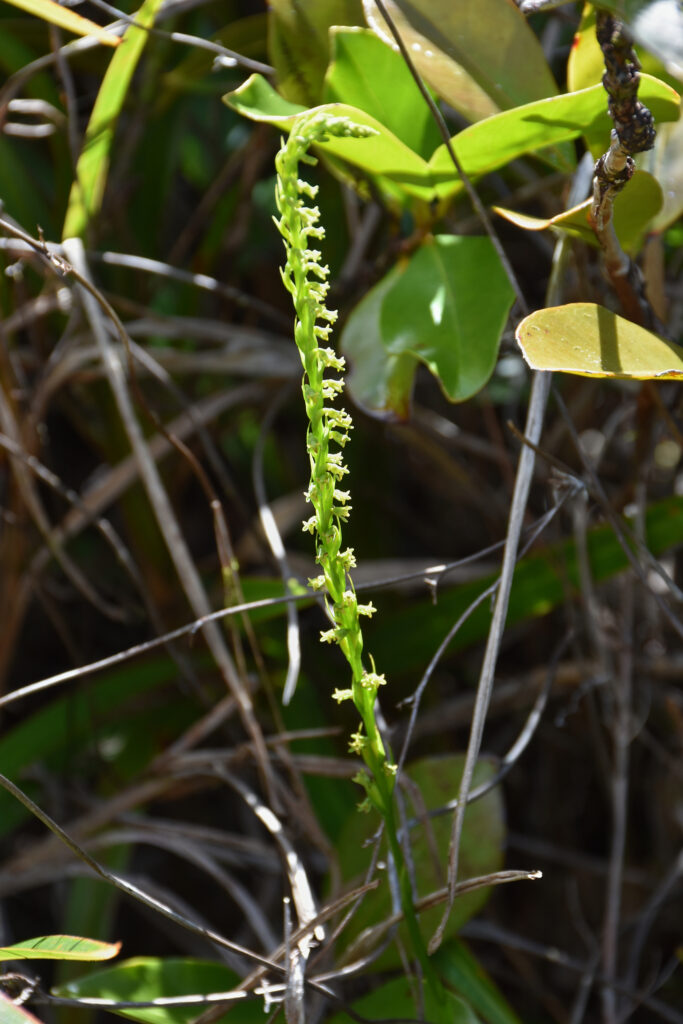 Benthamia africana - Maurice