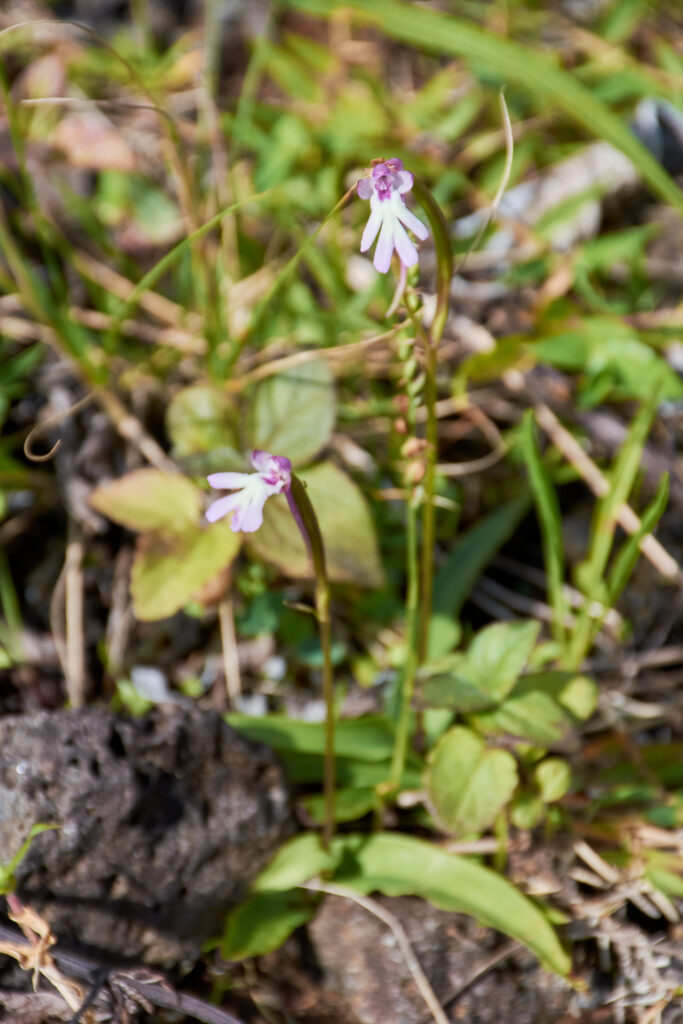 Cynorkis fastigiata - Maurice