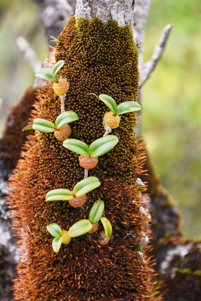 Bulbophyllum densum - Maurice
