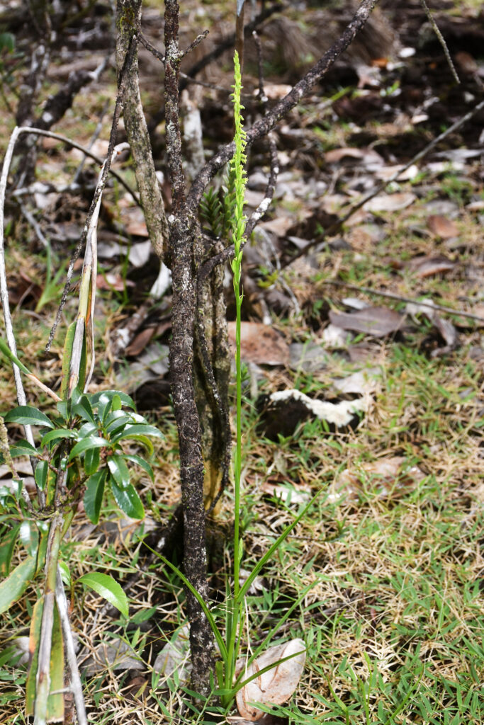 Benthamia africana - Maurice