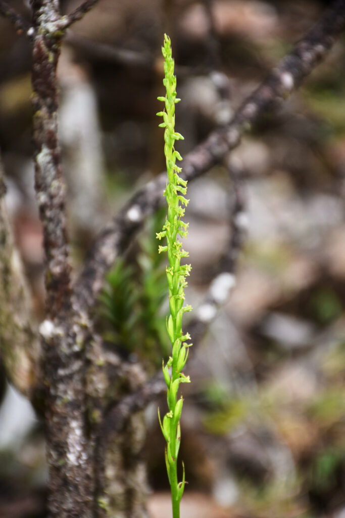 Benthamia africana - Maurice