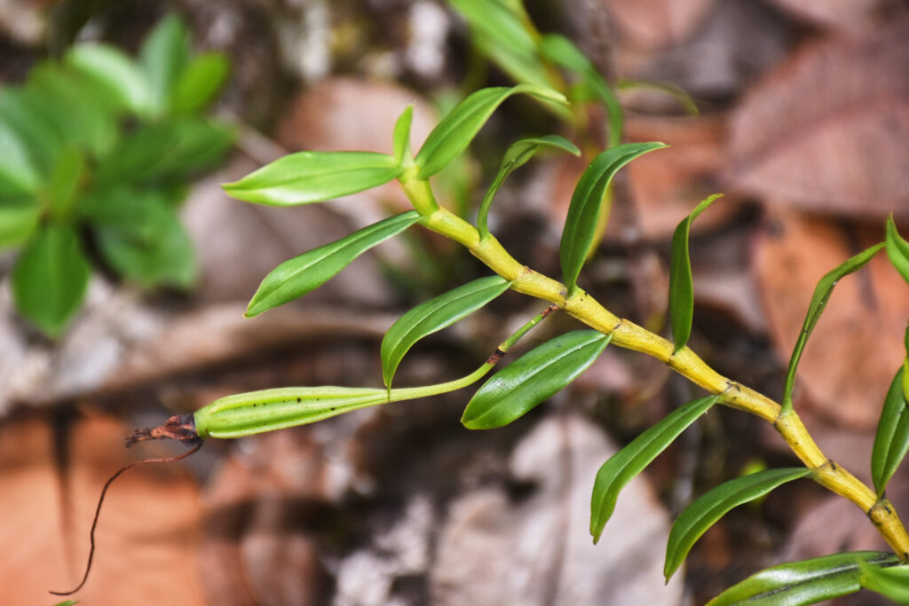 Angraecum mauritianum - Maurice