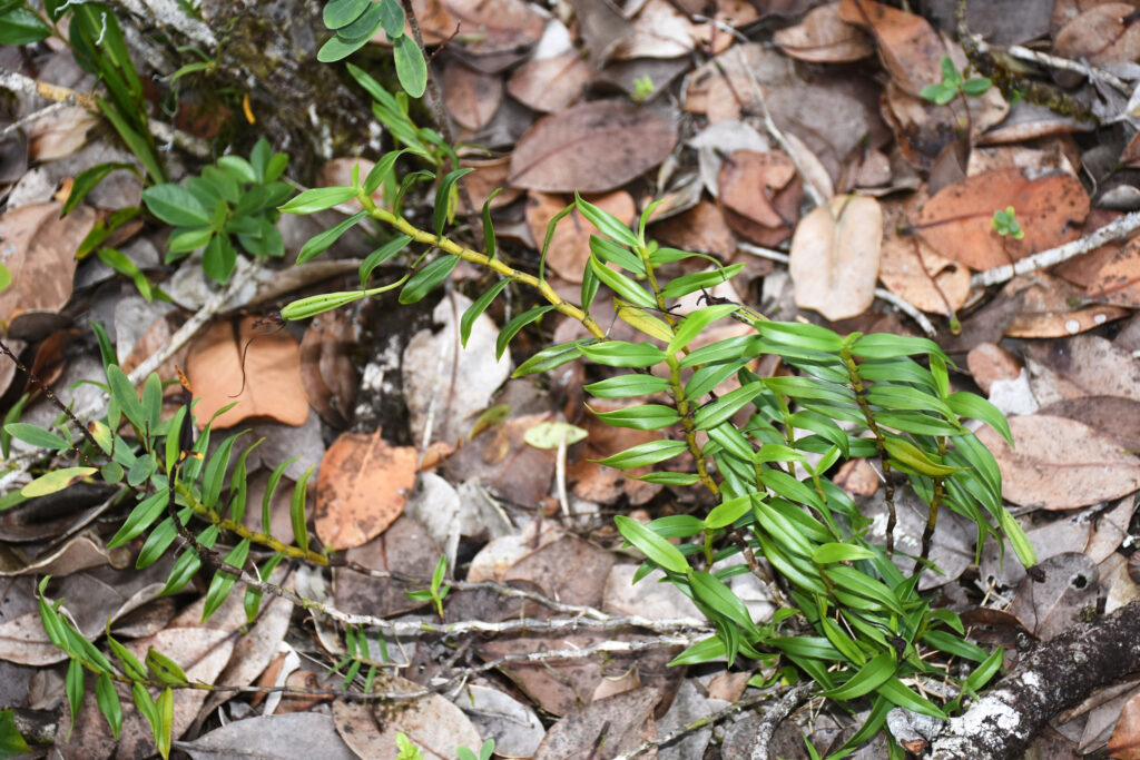 Angraecum mauritianum - Maurice