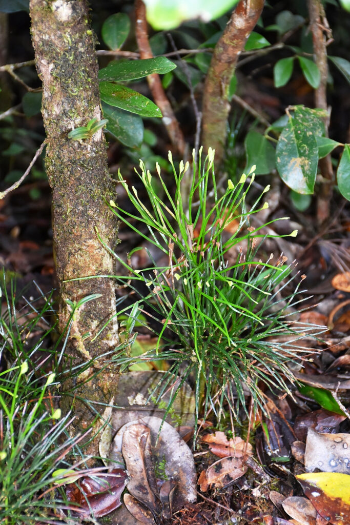 Schizaea dichotoma - 
Maurice
