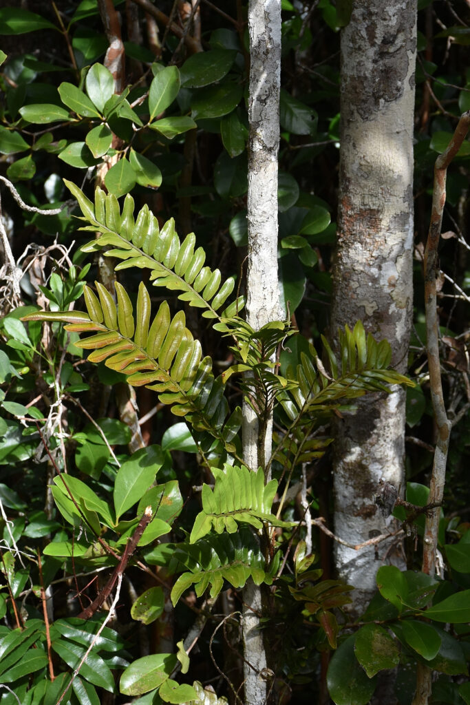 Lomariopsis pollicina - Maurice