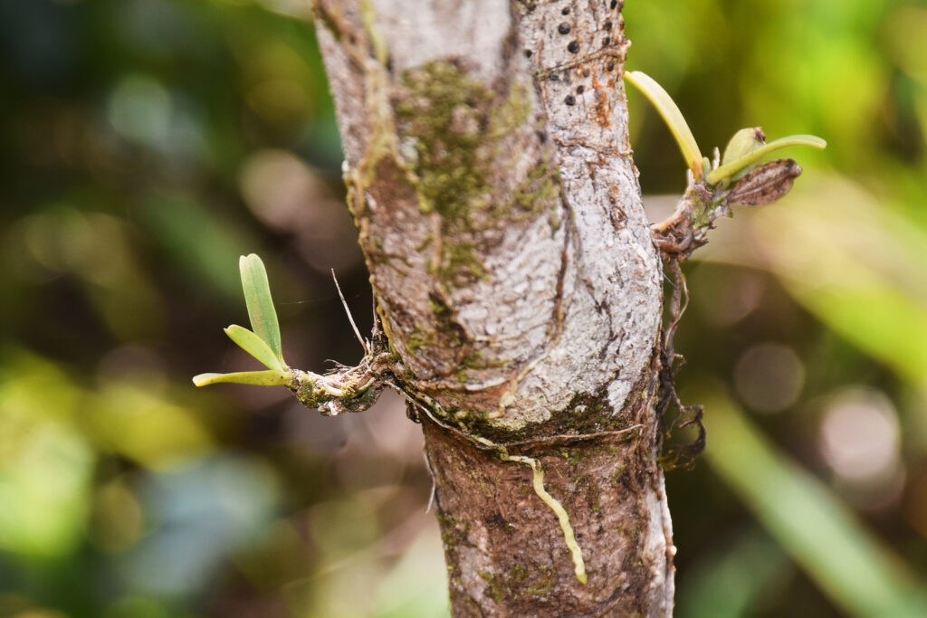 Angraecum baiderae - Maurice