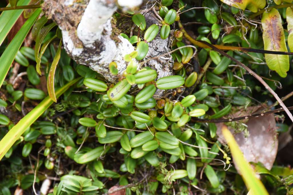 Bulbophyllum densum - Maurice