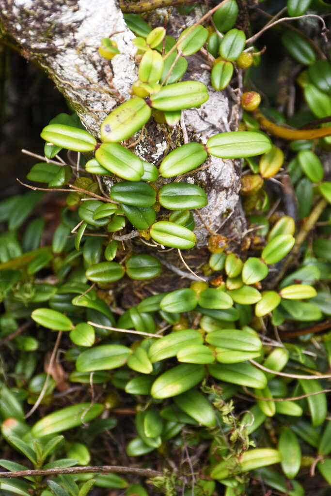 Bulbophyllum densum - Maurice